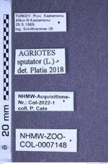 Etiketten zu Agriotes sputator (Linnaeus, 1758) (NHMW-ZOO-COL-0007148)